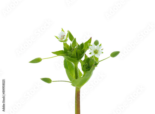 Greater chickweed plant isolated on white background, Stellaria neglecta