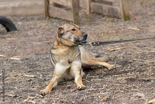 A frightened dog on a walk with the owner.The dog is afraid to walk on the street.Mental health of the pet  excessive emotionality  a sense of insecurity.