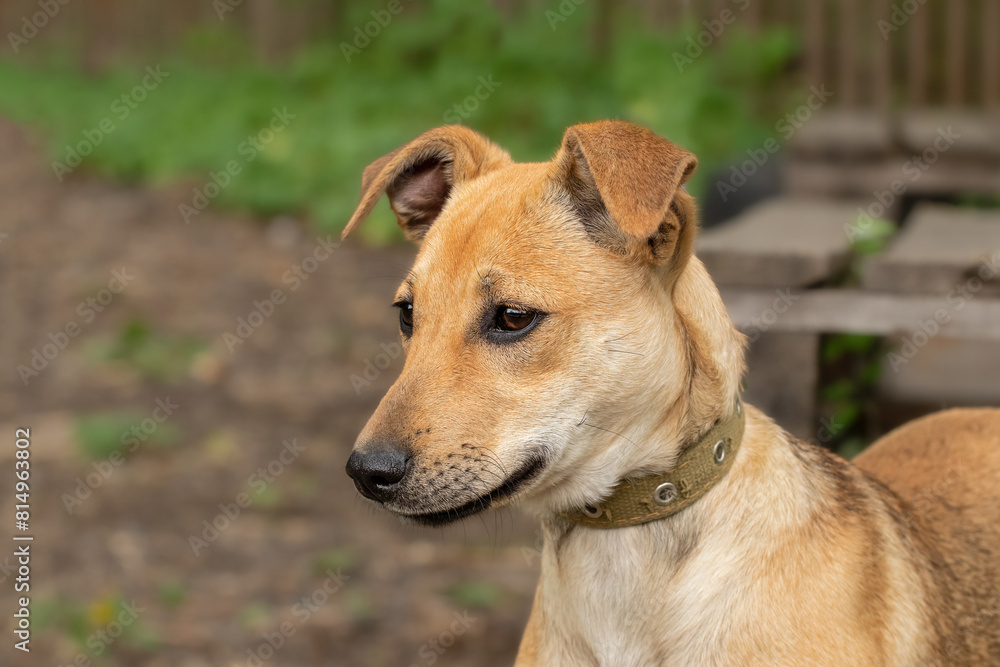 Summer Dog Portrait.Dog walking outside on a summer day. Summer Dog Portrait.Dog walking outside on a summer day.