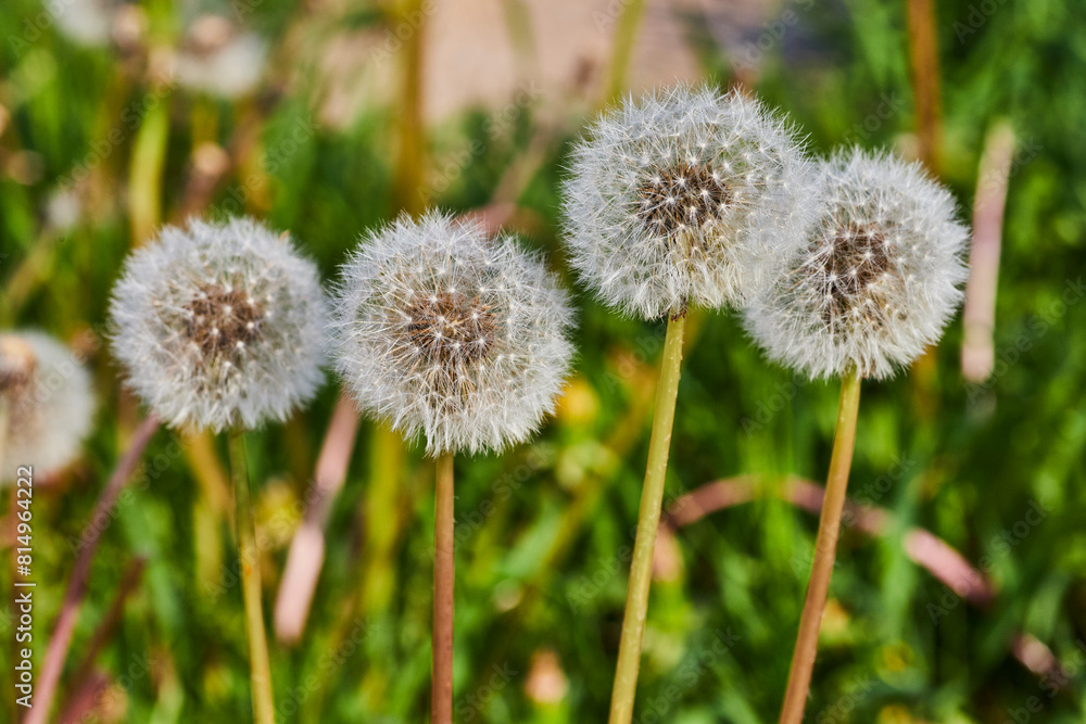 Close-Up of Dandelion Seed Heads Against Green Bokeh Background Close-Up of Dandelion Seed Heads Against Green Bokeh Background