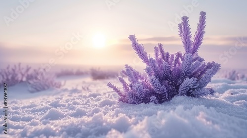  A purple plant stands solo in a snow-covered field as the sun sets  distant horizon