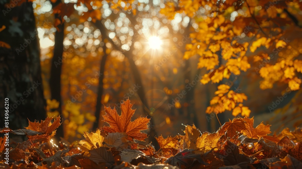 The sun brightly shines through autumn's tree canopy, scattering light upon fallen and scattered leaves The sun brightly shines through autumn's tree canopy, scattering light upon fallen and scattered leaves