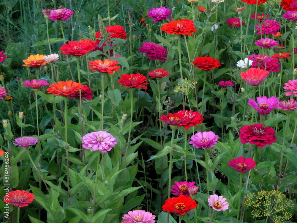 Red, white, yellow zinnia colorful background. View of multicolor zinnia flowers. Beautiful zinnia flowers on green background. Zinnia flowers is genus of plants in sunflower family (Asteracea). Red, white, yellow zinnia colorful background. View of multicolor zinnia flowers. Beautiful zinnia flowers on green background. Zinnia flowers is genus of plants in sunflower family (Asteracea).