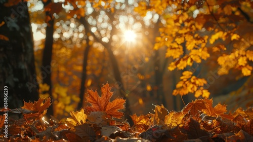  The sun brightly shines through autumn s tree canopy  scattering light upon fallen and scattered leaves