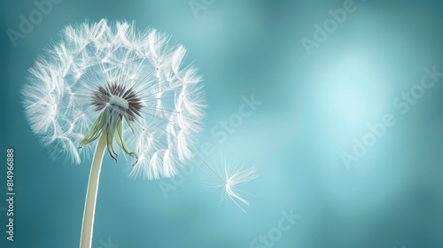  A dandelion drifts in the wind against a blue sky background