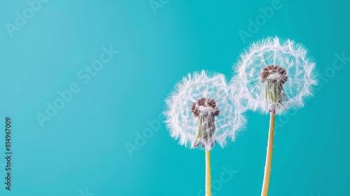  Two dandelions float against a bright blue backdrop  a blue sky extends behind them