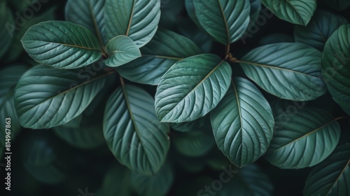  A tight shot of a lush plant  brimming with verdant leaves above and below