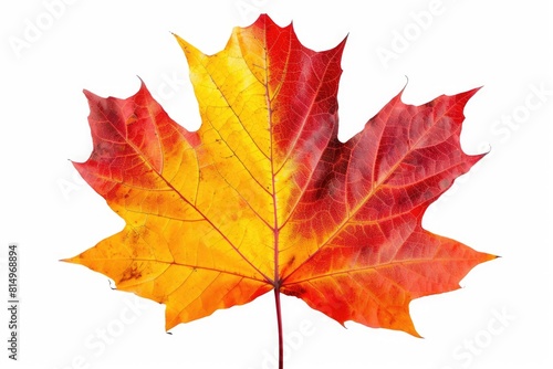 White Maple Leaf. Isolated Maple Leaf in Studio Setting for Autumn Color Concepts