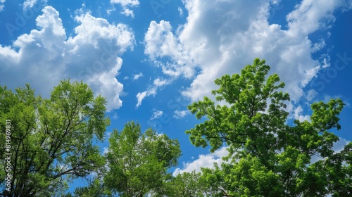 Trees Blue Sky. Lush Green Trees Against Bright Blue Sky with Fluffy Clouds. Summer Nature Landscape