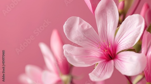  A pink flower  focus tight  against a uniform pink backdrop Background holds a softly blurred replica of the bloom