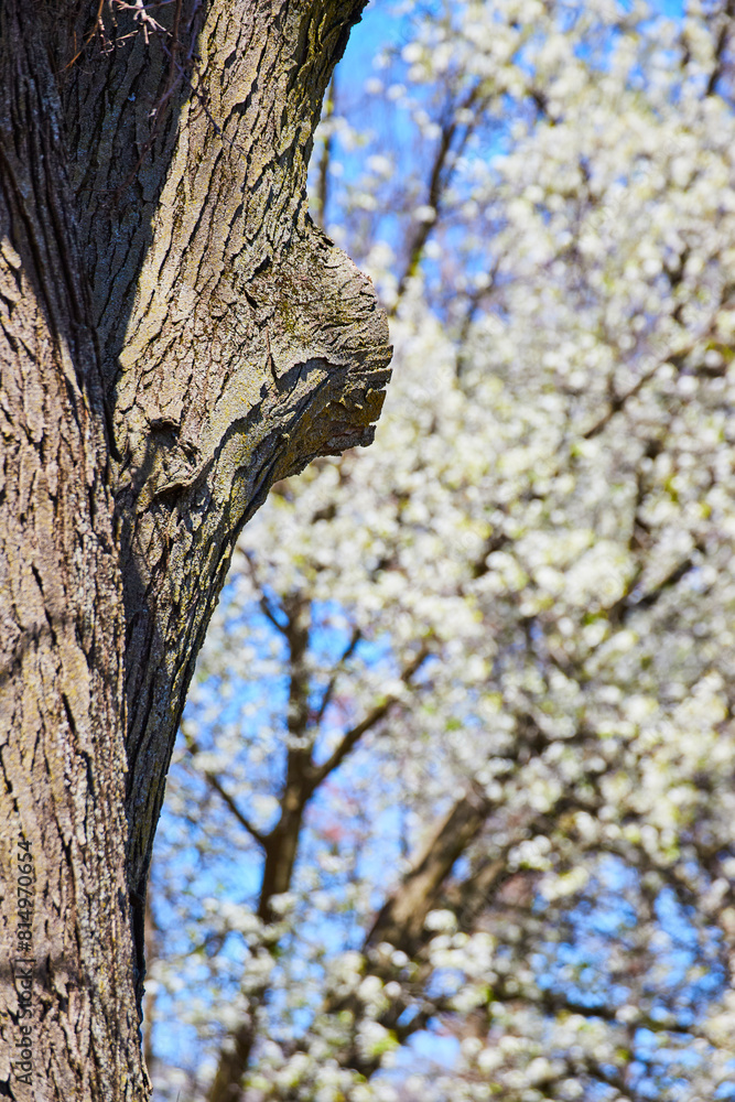 Spring Blossoms and Textured Bark, Low Angle View Spring Blossoms and Textured Bark, Low Angle View