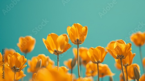  A field of yellow tulips against a blue sky