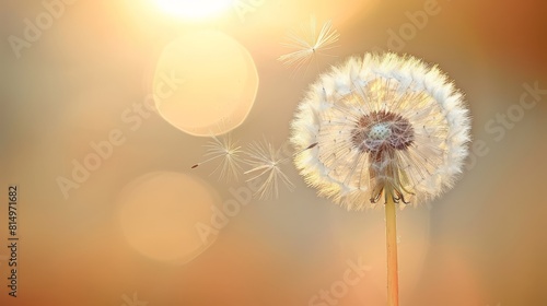  A tight shot of a dandelion against a sun-splashed backdrop  the flower softly focused while the surrounding background gently blurs