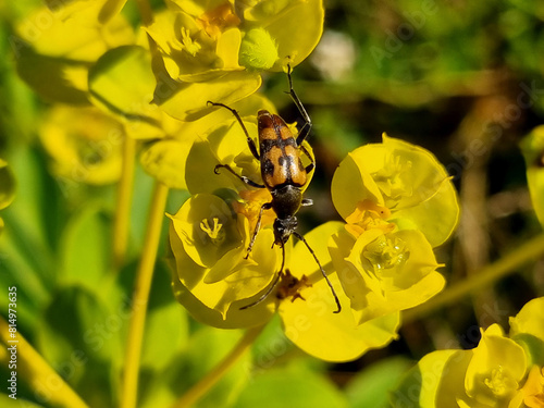 Canvastavla Longhorn beetle spotted on yellow flowers