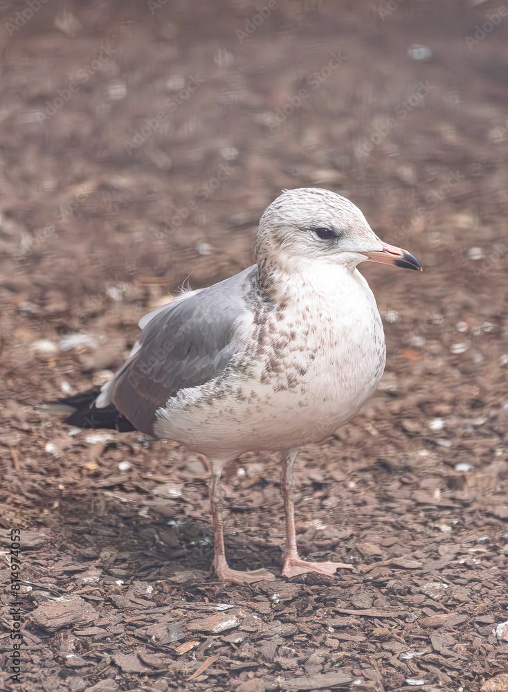 Obraz premium common gull, (Larus canus), standing on the ground