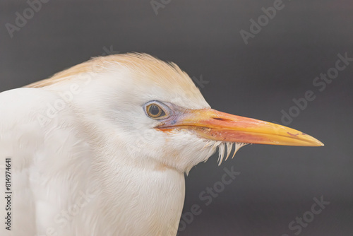 western cattle egret, (Bubulcus ibis), head portrait close view  photo