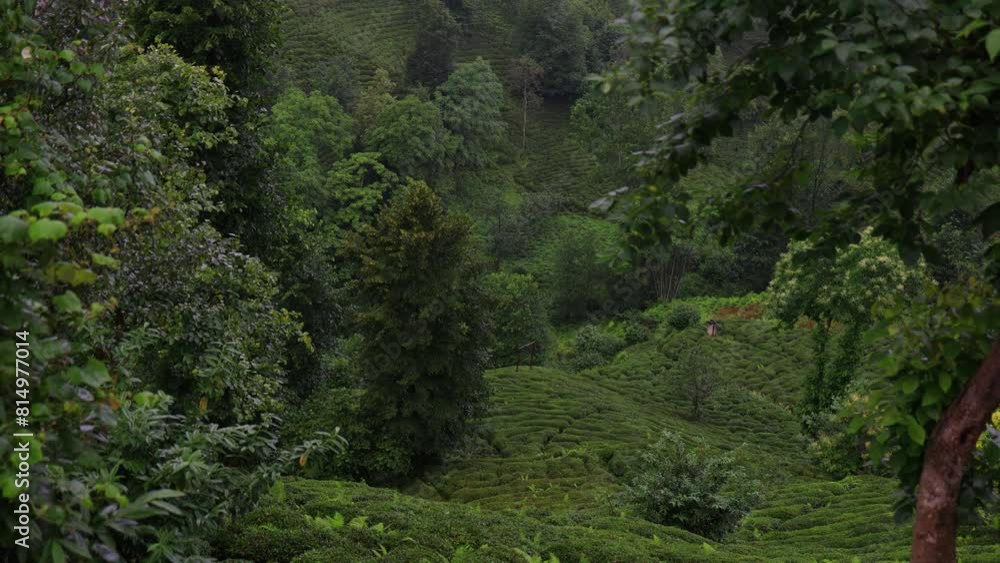 Rain and fog, view from the mountain to the valley and tea plantations, in Turkey Rain and fog, view from the mountain to the valley and tea plantations, in Turkey