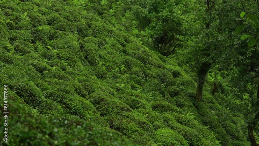 Rain and fog, view from the mountain to the valley and tea plantations, in Turkey Rain and fog, view from the mountain to the valley and tea plantations, in Turkey