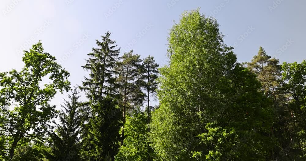 mixed forest with green foliage on trees in clear weather, trees in the forest in sunny weather mixed forest with green foliage on trees in clear weather, trees in the forest in sunny weather