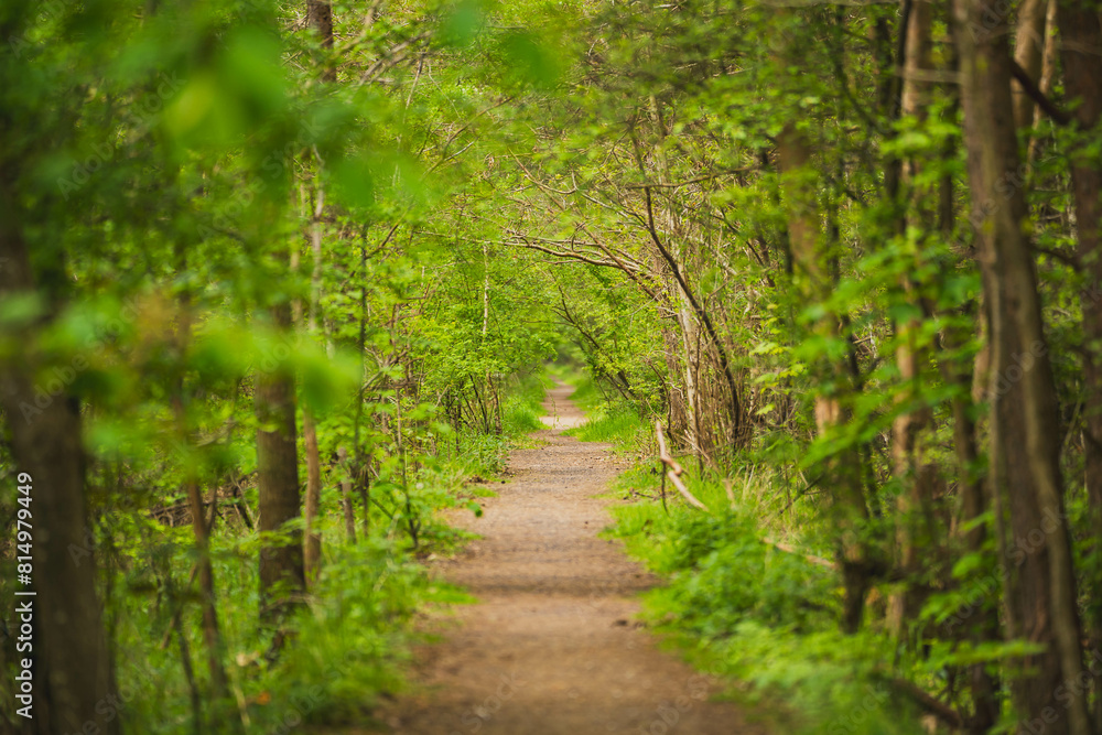 Obraz premium Forest path on a beautiful spring day.