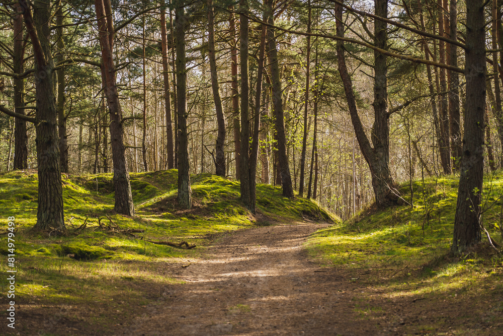 Obraz premium Forest path on a beautiful spring day.