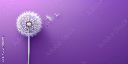 Dandelion head with seeds on vivid purple background with copy space.