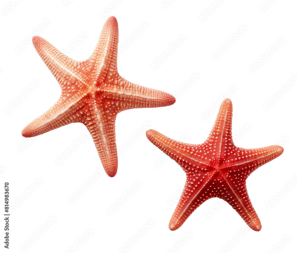 starfish isolated on transparent background starfish isolated on transparent background