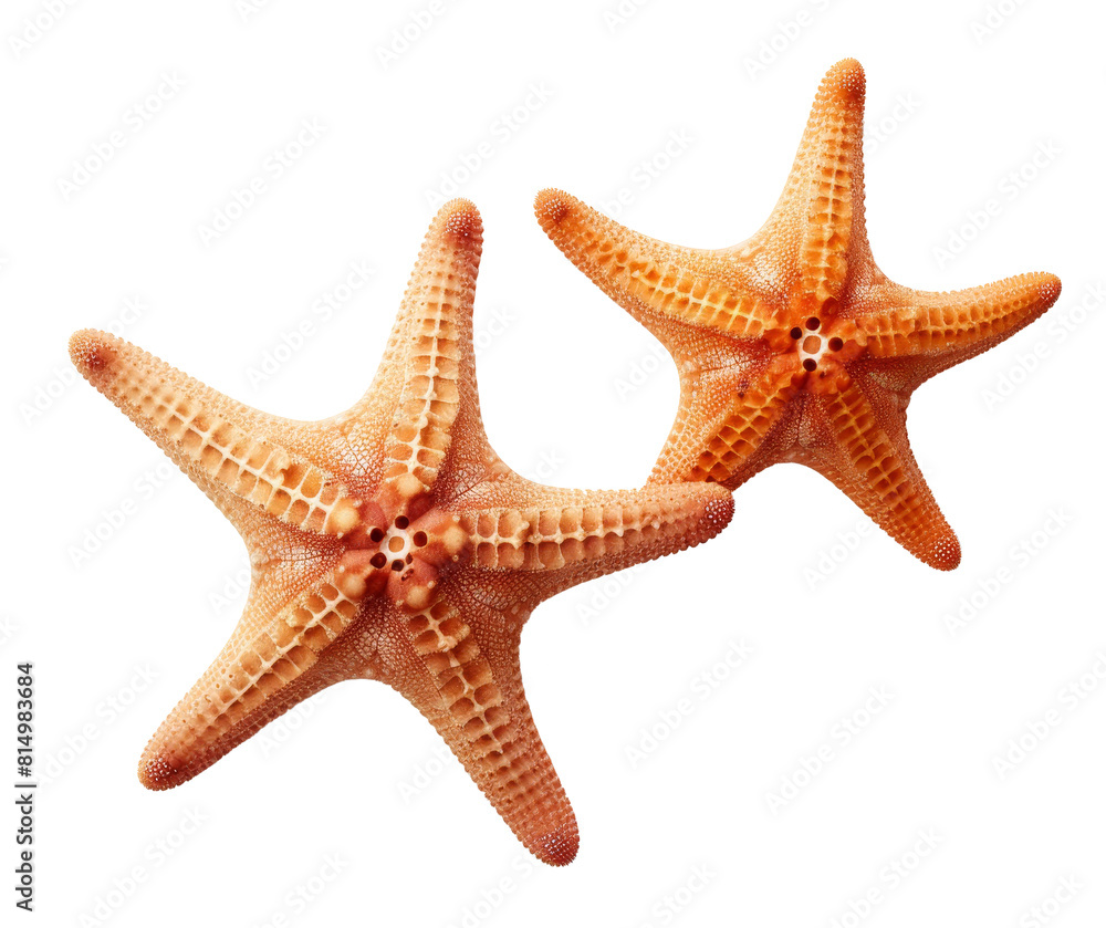 starfish isolated on transparent background starfish isolated on transparent background