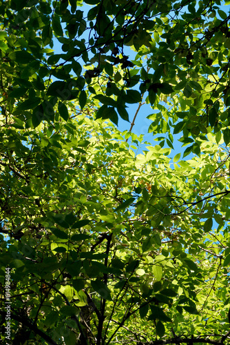 Blue sky through leaves photo