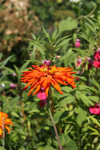 orange flowers in the garden