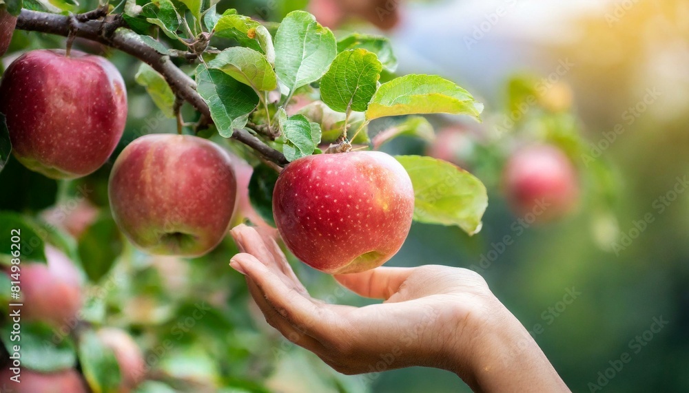 a human hand reaches out to pick a ripe apple from a tree branch, close up a human hand reaches out to pick a ripe apple from a tree branch, close up