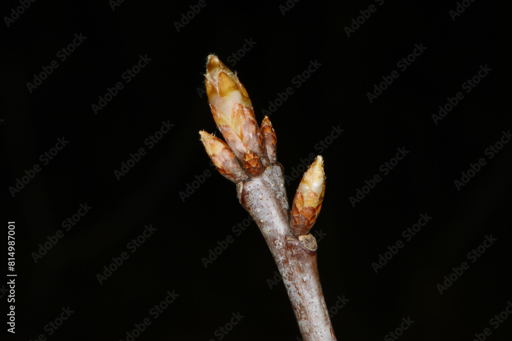 Eiche, Roteiche, Quercus rubra, Amerikanische Spitzeiche Eiche, Roteiche, Quercus rubra, Amerikanische Spitzeiche