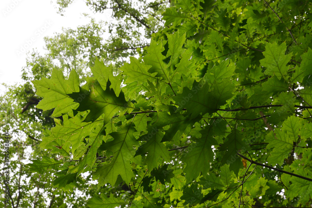 Eiche, Roteiche, Quercus rubra, Amerikanische Spitzeiche Eiche, Roteiche, Quercus rubra, Amerikanische Spitzeiche