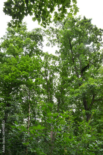 Eiche, Roteiche, Quercus rubra, Amerikanische Spitzeiche