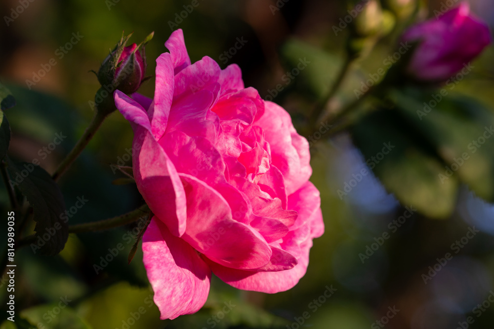 Beautiful blooming tea roses. Close up.