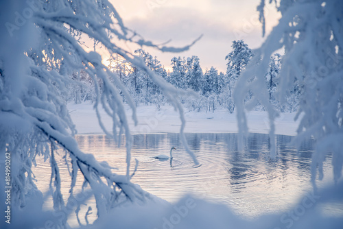 A swan swims in a lake in winter among snowy trees
 photo