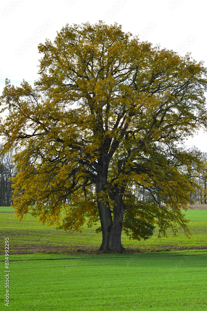Eiche, Quercus spp. Stieleiche, Quercus robur L., Solitärbäume Eiche, Quercus spp. Stieleiche, Quercus robur L., Solitärbäume