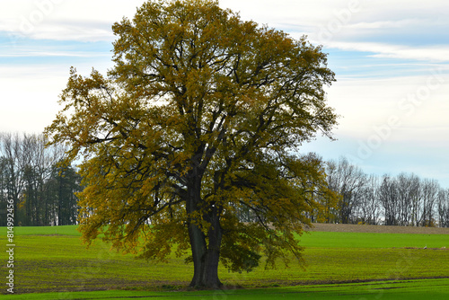 Eiche  Quercus spp.   Stieleiche  Quercus robur L.  Solit  rb  ume