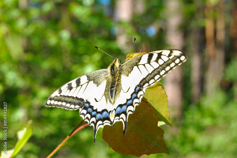 Mahon butterfly with open wings in the forest Mahon butterfly with open wings in the forest