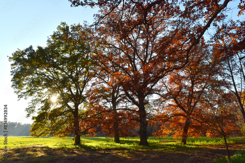 EEiche, Quercus spp. Stieleiche, Quercus robur L., Solitärbäume EEiche, Quercus spp. Stieleiche, Quercus robur L., Solitärbäume