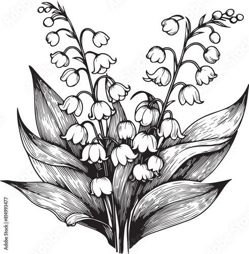 botanical lily of the valley illustration lily of the valley flower and leaf drawing illustration with line art on white backgrounds, 