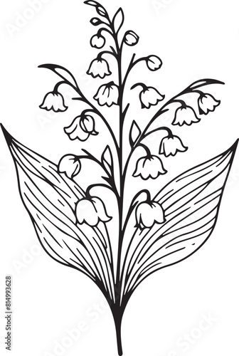 lily of the valley drawing, outline lily of the valley drawing, botanical lily of the valley drawing, realistic botanical lily of the valley drawing, minimalist lily of the valley drawing