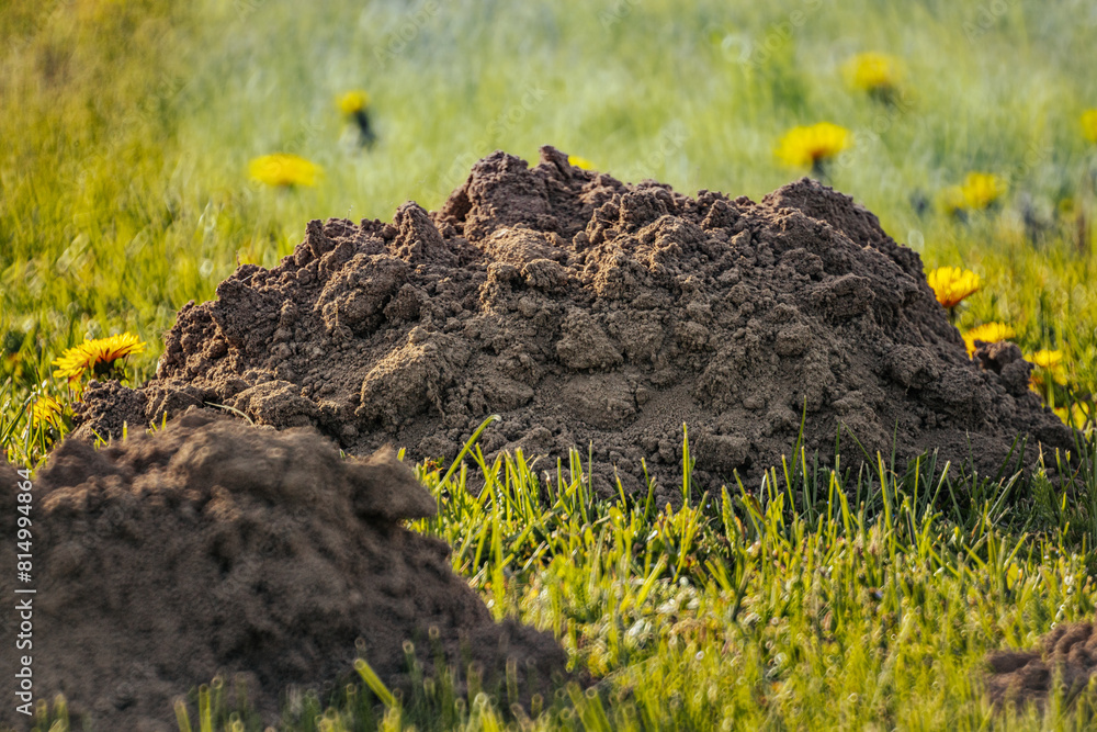 mole pushed off the ground and made piles of ground mole pushed off the ground and made piles of ground