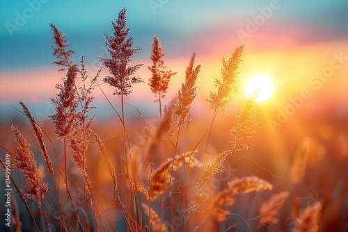 Sunrise in a field with golden grasses  high quality  high resolution