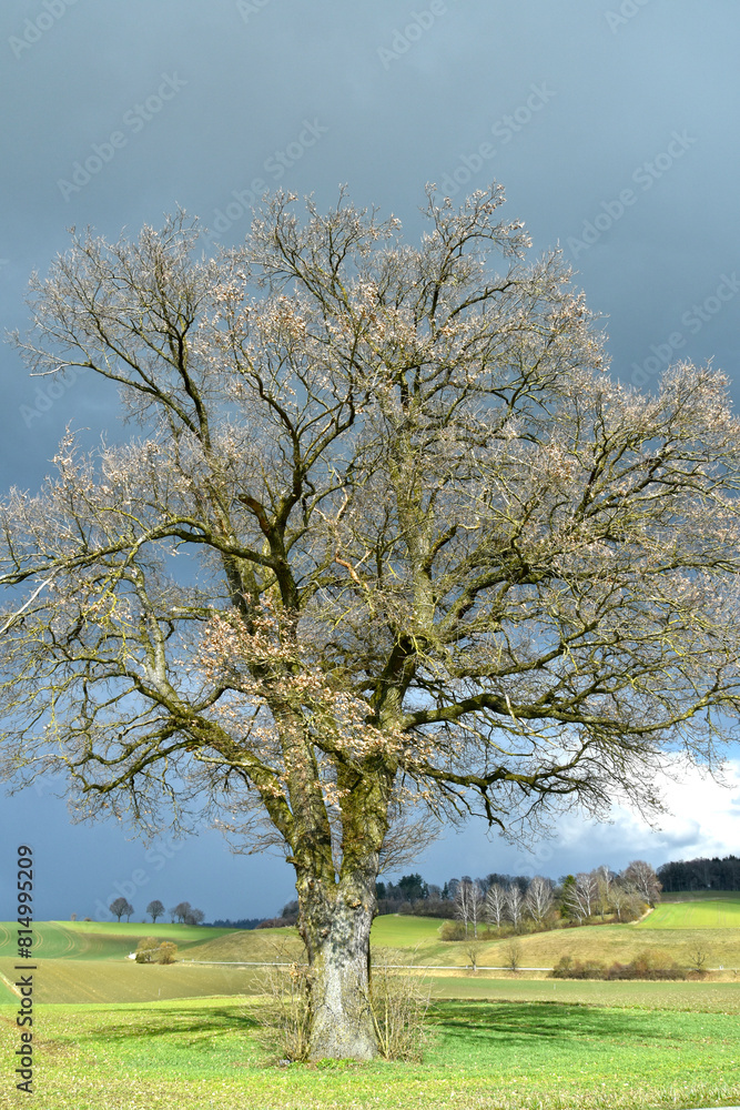 Eiche, Quercus spp. Stieleiche, Quercus robur L., Solitärbäume Eiche, Quercus spp. Stieleiche, Quercus robur L., Solitärbäume