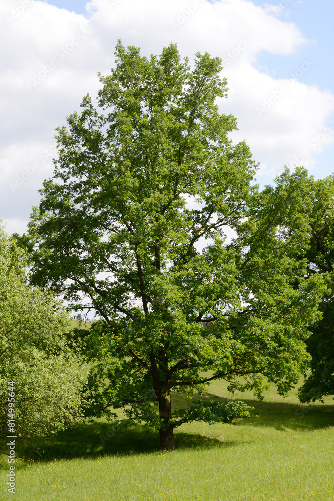Eiche, Quercus spp. Stieleiche, Quercus robur L., Solitärbäume Eiche, Quercus spp. Stieleiche, Quercus robur L., Solitärbäume
