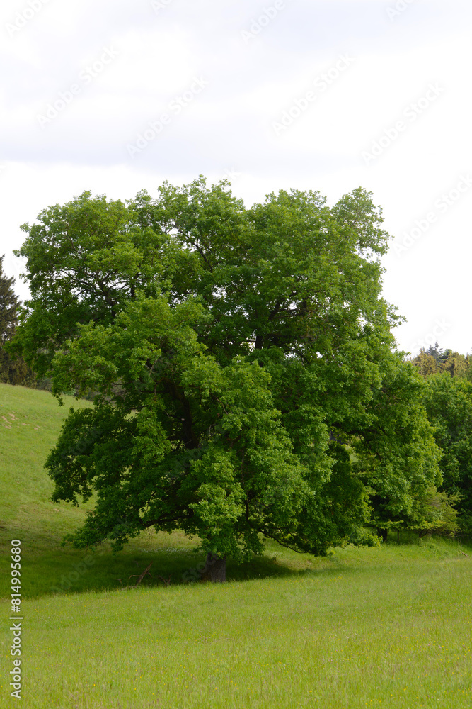 Eiche, Quercus spp. Stieleiche, Quercus robur L., Solitärbäume Eiche, Quercus spp. Stieleiche, Quercus robur L., Solitärbäume