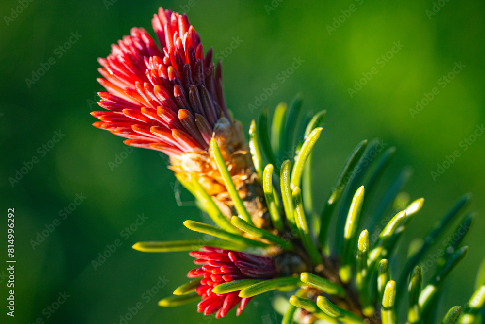 Close-up of bright red spruce cones nestled among sharp green needles, highlighted by a vibrant blue sky background. Close-up of bright red spruce cones nestled among sharp green needles, highlighted by a vibrant blue sky background.