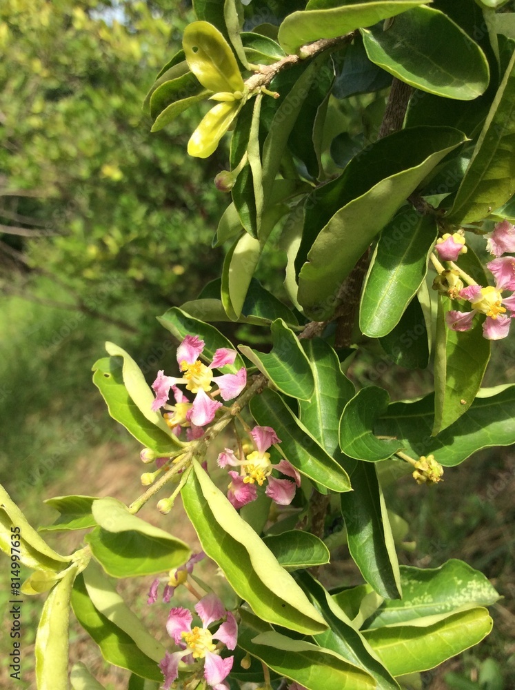 Obraz premium Malpighia emarginata, also known as acerola, is a tropical shrub with pink flowers and sweet, delicious red fruits. Barbados cherry, red cherry, Antillean cherry, cerecita, manzanita or semeruco