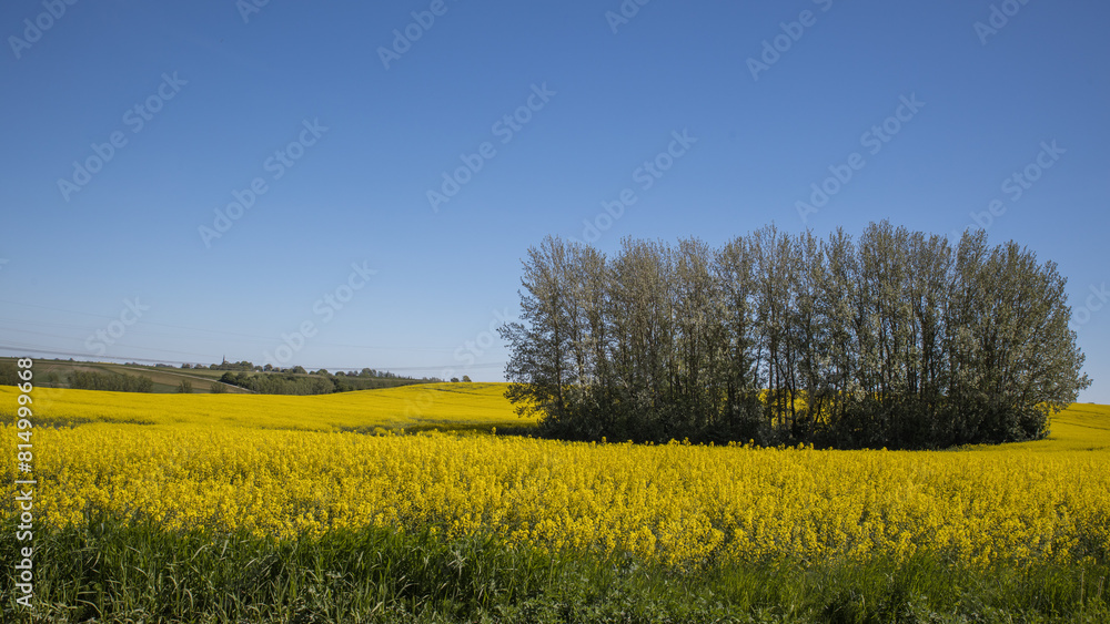 Skåne rape fields around Malmö Skåne Sweden Skåne rape fields around Malmö Skåne Sweden